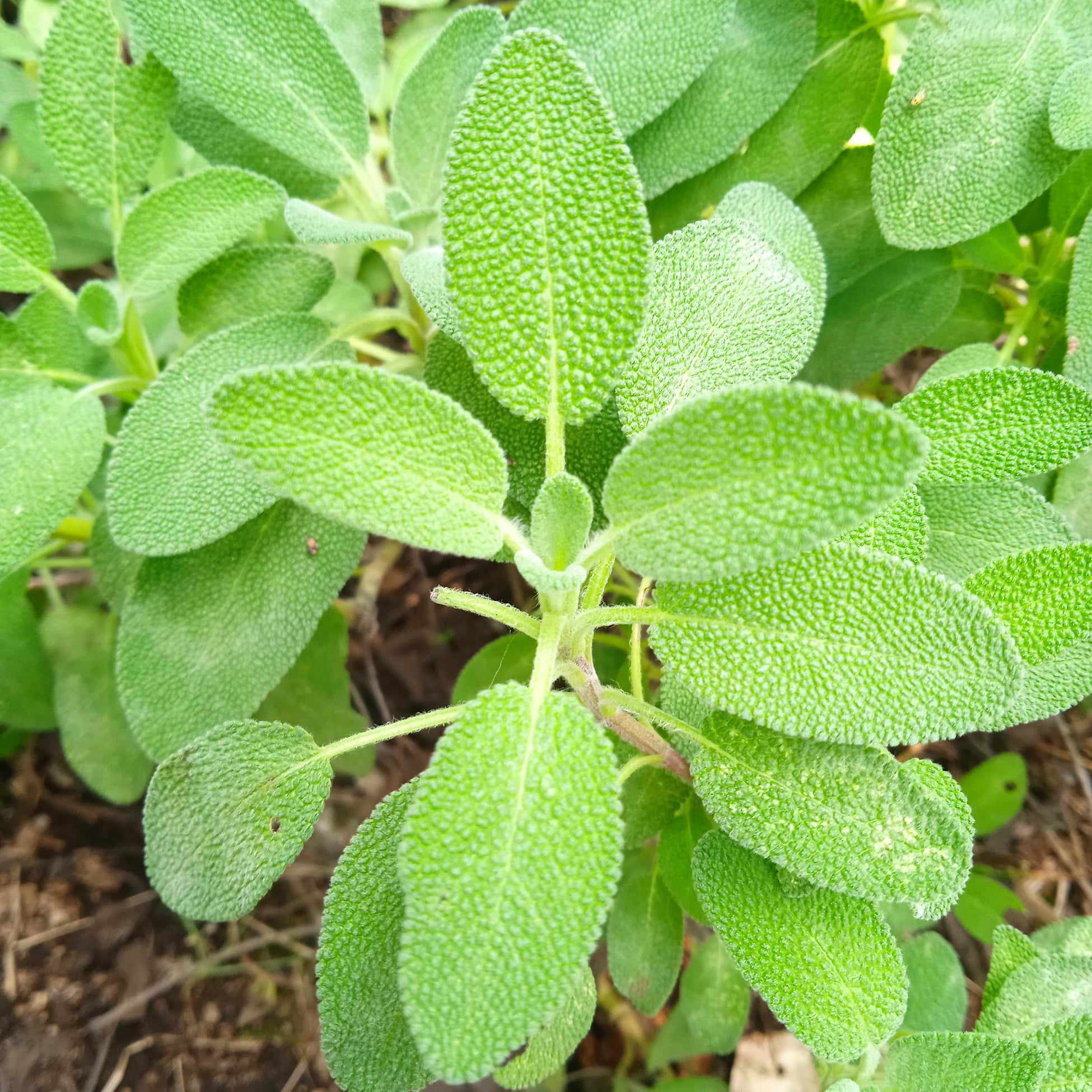 olio essenziale di salvia